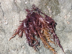 Chondracanthus chamissoi