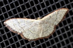 Idaea coercita