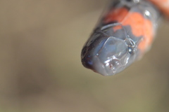 Geophis semidoliatus