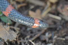 Geophis semidoliatus