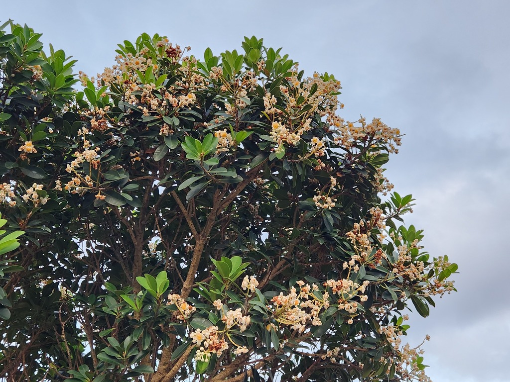 Calophyllum blancoi (Calophyllum blancoi)