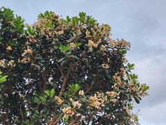 Calophyllum blancoi
