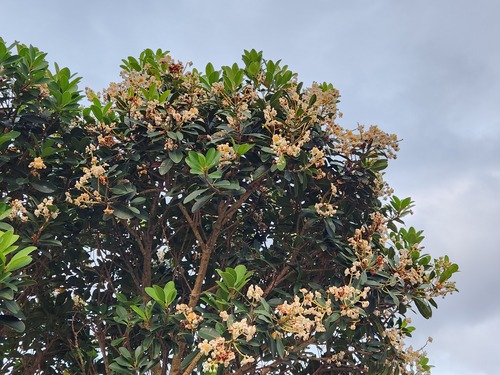 Calophyllum blancoi, photograph 1