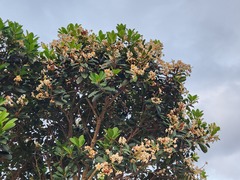Calophyllum blancoi, photograph (c) 胡正恆(Jackson Hu), some rights reserved (CC BY)