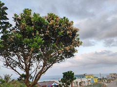 Calophyllum blancoi, photograph (c) 胡正恆(Jackson Hu), some rights reserved (CC BY)