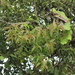 Psittacanthus rhynchanthus - Photo (c) Alejandro Huereca, some rights reserved (CC BY-NC-ND), uploaded by Alejandro Huereca