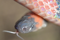 Geophis semidoliatus