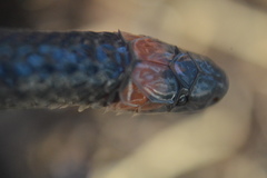 Geophis semidoliatus