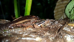 Silverstoneia flotator