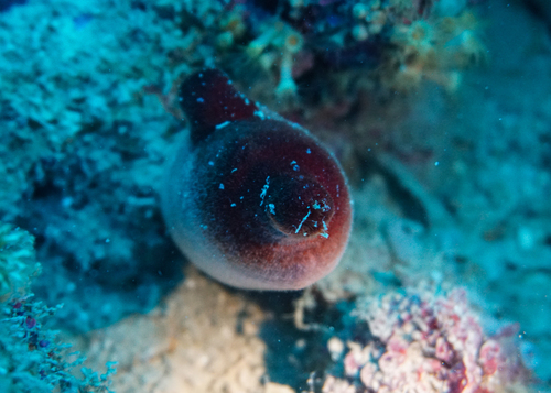 red sea squirt, Area naturale marina protetta Secche di Tor Paterno, Italia, photo 9 of 10
