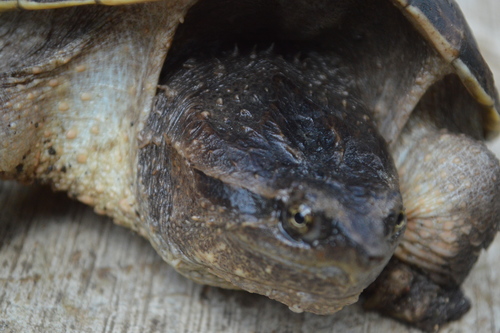 Central American Snapping Turtle
