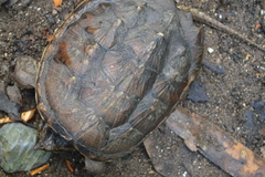 Chelydra rossignonii