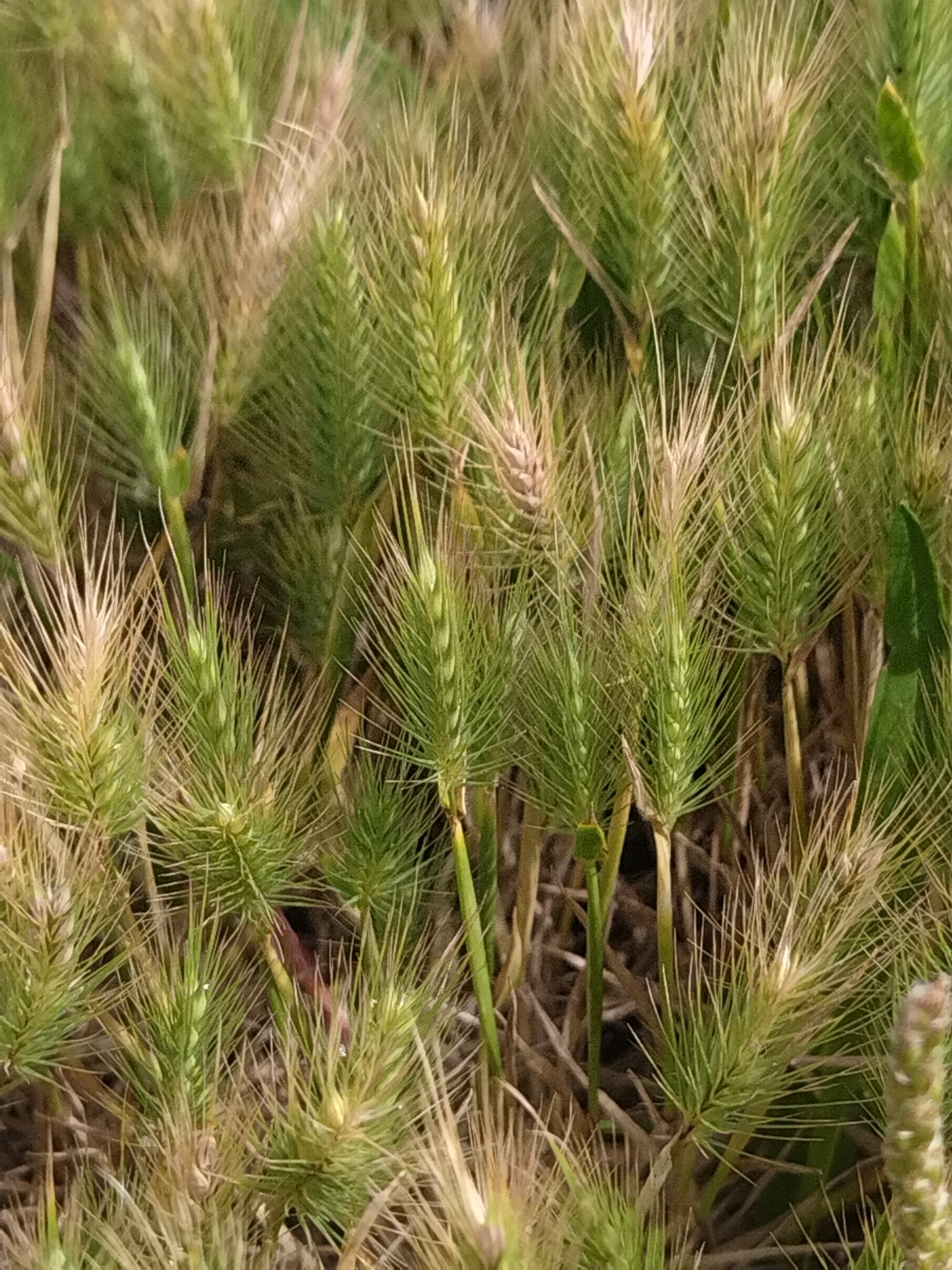 Hordeum marinum