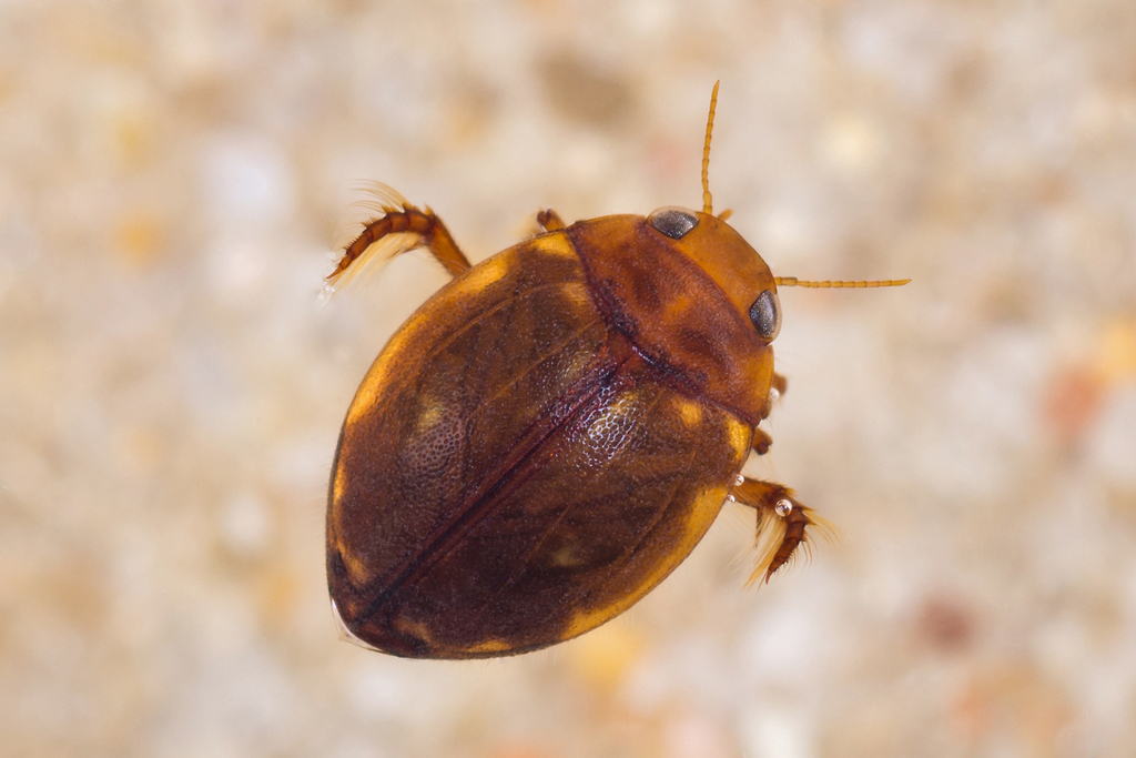 cherrystone beetle