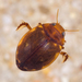 Cherrystone Beetle - Photo (c) Nikolai Vladimirov, some rights reserved (CC BY-NC), uploaded by Nikolai Vladimirov