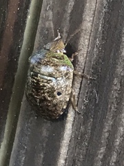 Diolcus chrysorrhoeus