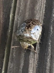 Diolcus chrysorrhoeus