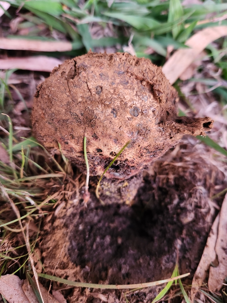 Pisolithus tympanobaculus