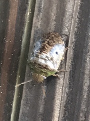 Diolcus chrysorrhoeus