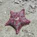 Chilean Bat Star - Photo (c) cinthia_sandoval, some rights reserved (CC BY-NC)