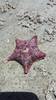 Chilean Bat Star - Photo (c) cinthia_sandoval, some rights reserved (CC BY-NC)