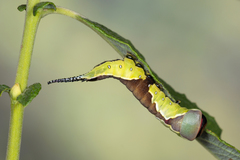Cerura