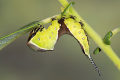 Cerura