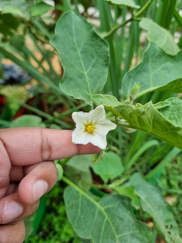 Solanum melongena