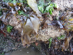 Mazzaella laminarioides