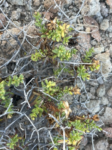 Image of Bajacalia crassifolia by (c) Sula Vanderplank, some rights reserved (CC BY)