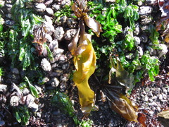 Mazzaella laminarioides