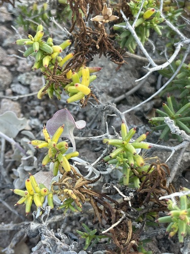 Image of Bajacalia crassifolia by (c) Sula Vanderplank, some rights reserved (CC BY)