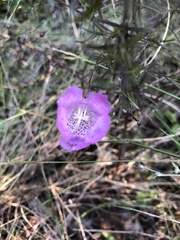 Agalinis strictifolia