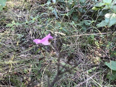 Agalinis strictifolia