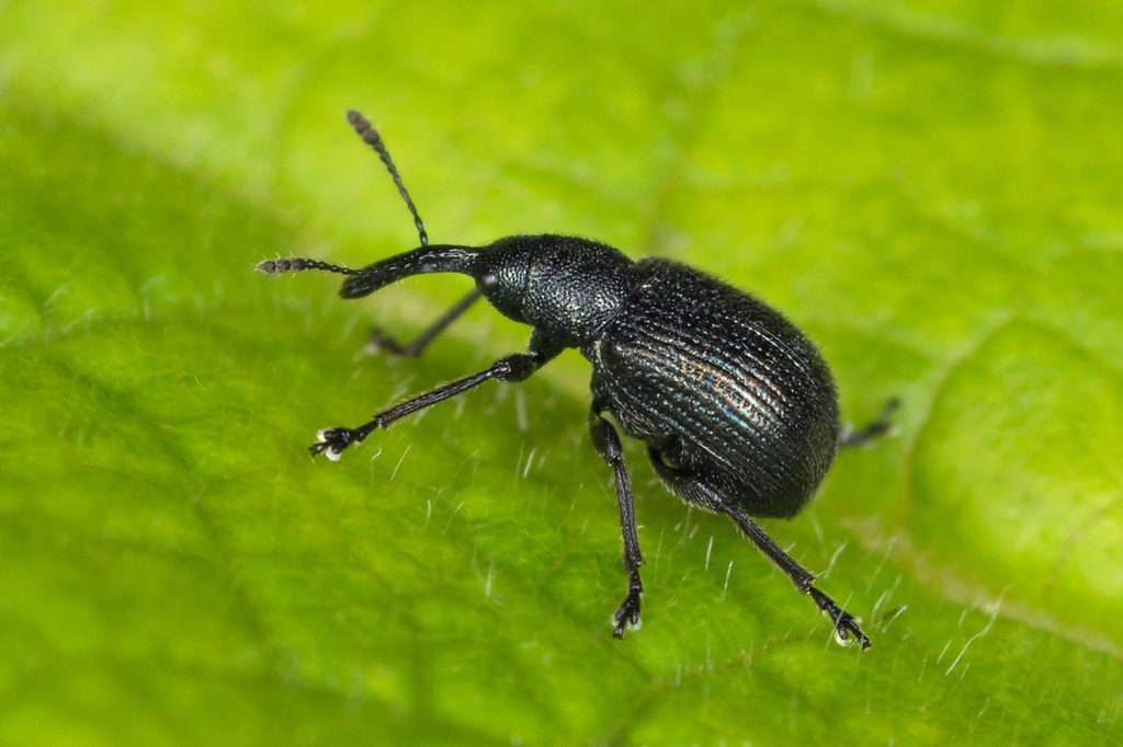 Neocoenorrhinus