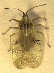 Gargaphia decoris