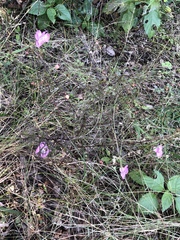 Agalinis strictifolia