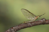 Striped Mayfly - Photo (c) Nikolai Vladimirov, some rights reserved (CC BY-NC), uploaded by Nikolai Vladimirov