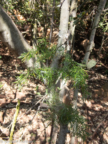 Asparagus angusticladus, photograph 5