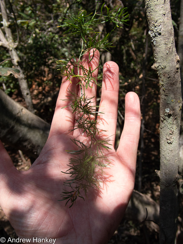 Asparagus angusticladus, photograph 6