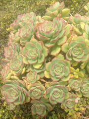 Aeonium haworthii