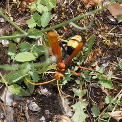 Cryptocheilus annulatus