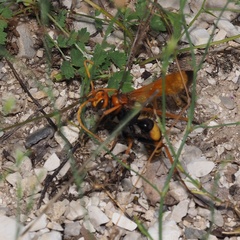 Cryptocheilus annulatus