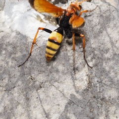 Cryptocheilus annulatus