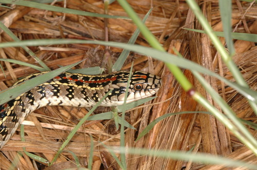 Golden-belly snake, Lygophis anomalus