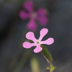 Saponaria calabrica