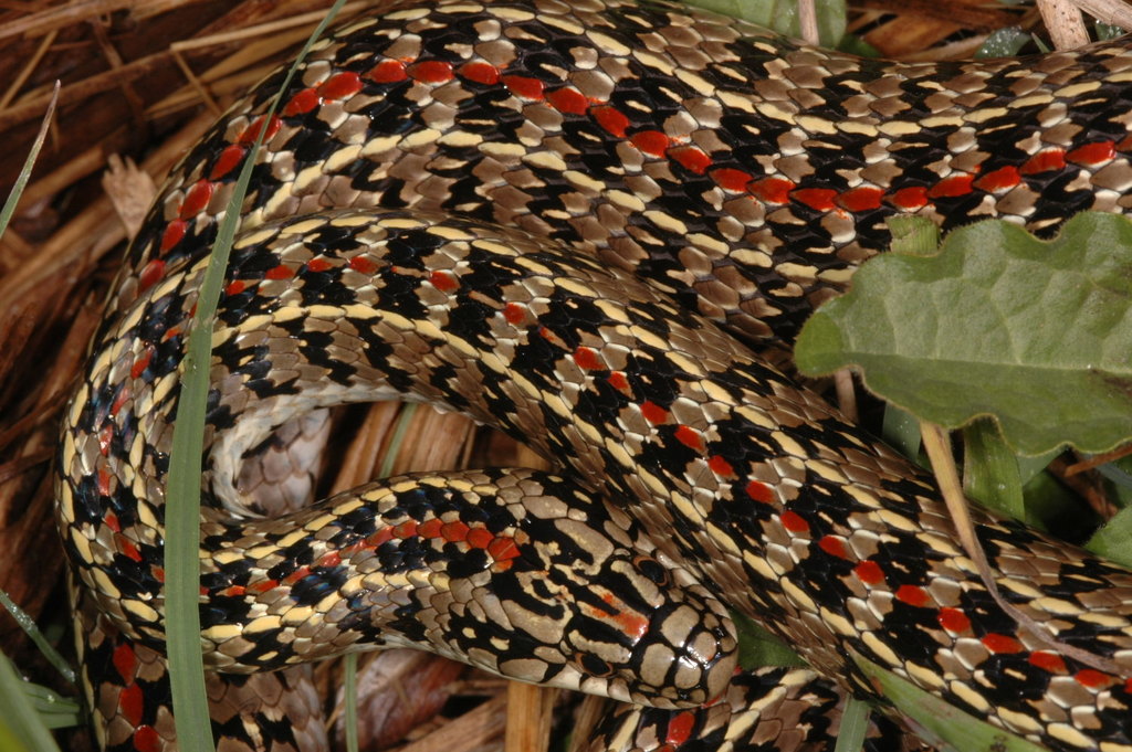 Golden-Belly Snake