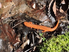 Pseudotriton ruber ruber