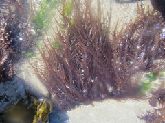 Chondracanthus chamissoi