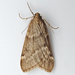 Fall Cankerworm Moth - Photo (c) Bill Keim, some rights reserved (CC BY)